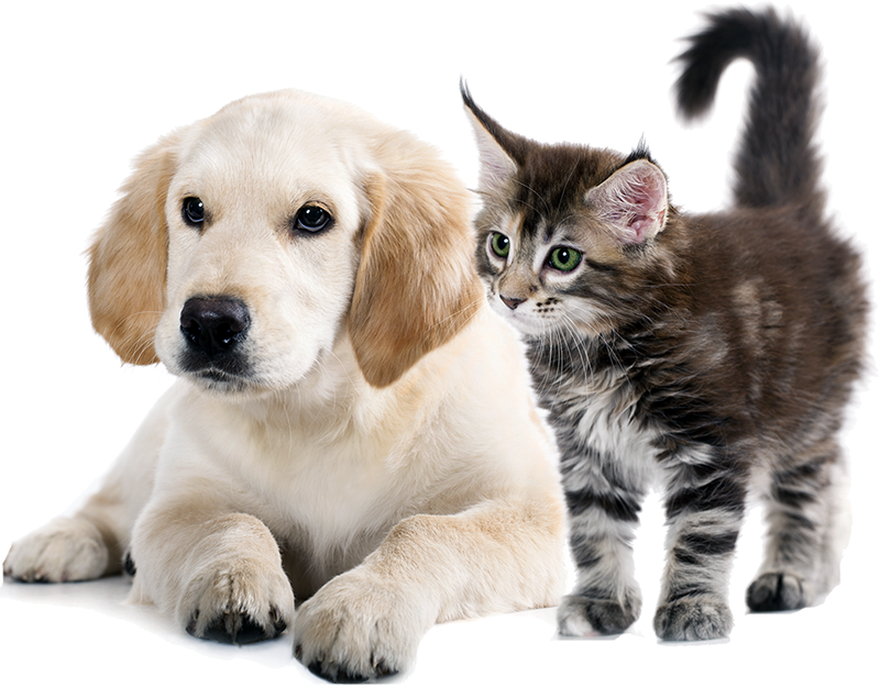 Hund og katt hos veterinær i Hammerfest